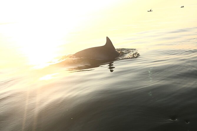 Sunset Dolphin Kayak Tours - Tour Logistics