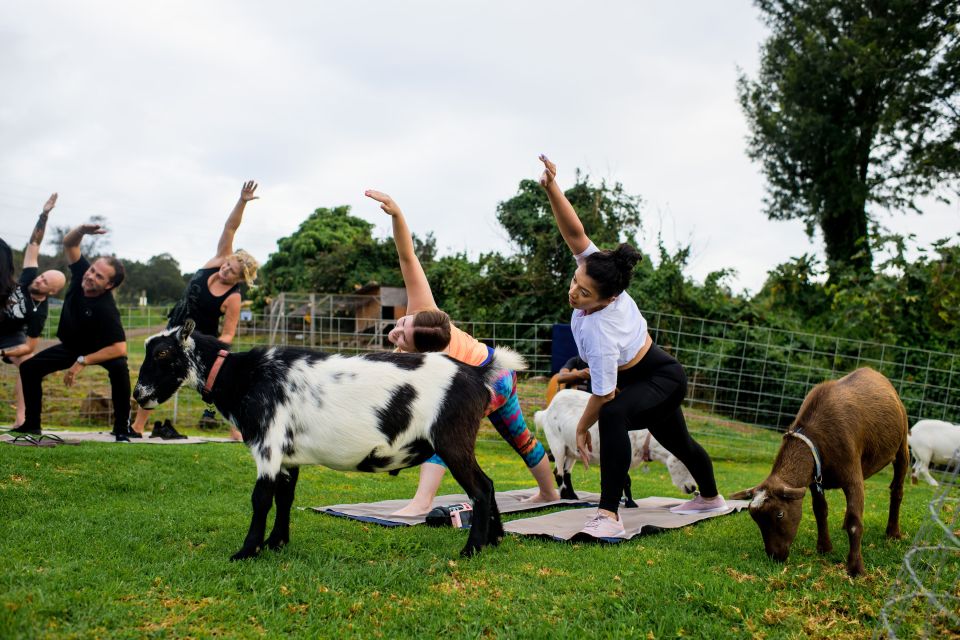 Sunset Maui Goat Yoga With Live Music - Instructor Information and Guidelines