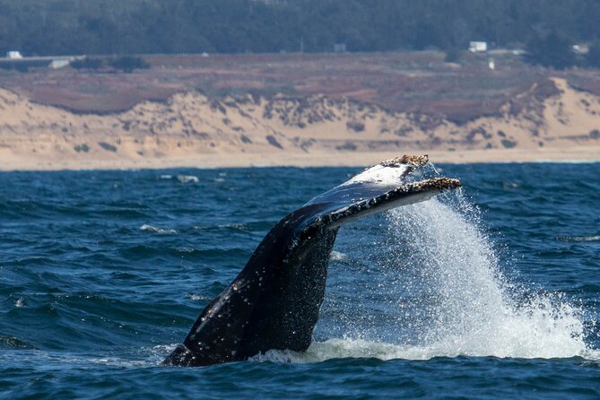 Sunset Whale Watch Tour in Monterey - Meeting Point and Time