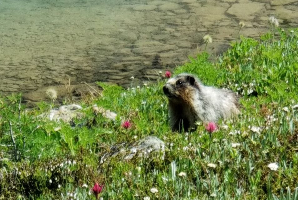 Sunshine Meadows Daily Guided Hike With Gondola - Experience Highlights