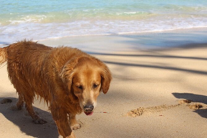 Surf Lessons on the North Shore of Oahu - Cancellation and Refund Policy