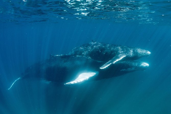 Swim With Humpback Whales - Ningaloo Reef - 3 Islands Whale Shark Dive - Logistics