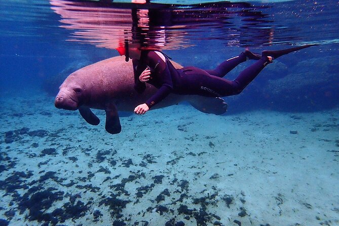 Swim With Manatees In Crystal River, Florida - Small Group Tours