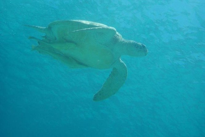 Swim With Sea Turtles at Kerama Islands - Additional Information