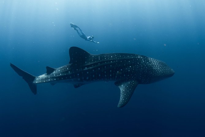 Swim With Whale Sharks in the Ningaloo Reef: 3 Island Shark Dive - Logistics and Practical Information