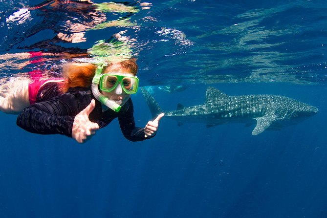 Swim With Whale Sharks- the Largest Fish in the World! - Customer Reviews and Feedback