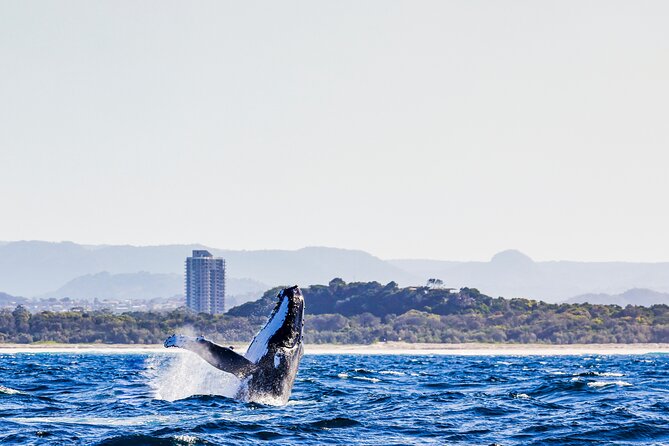 Swim With Whales Gold Coast - Booking and Accessibility