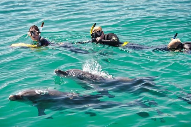Swim With Wild Dolphins Day Tour - Logistics