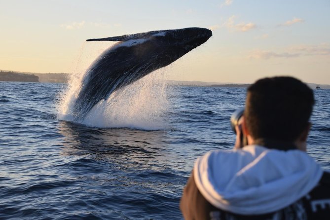 Sydney Whale-Watching by Speed Boat - Tour Details