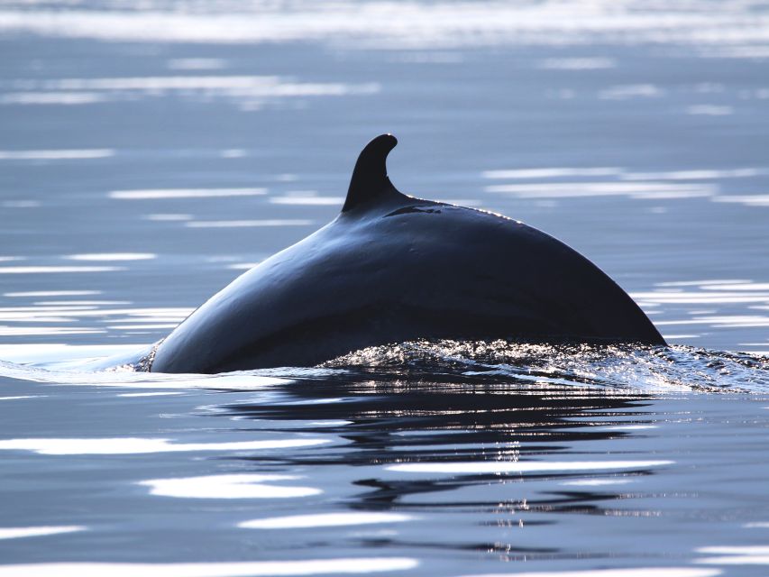 Tadoussac/Baie-Ste-Catherine: Whale Watch Zodiac Boat Tour - Experience Highlights