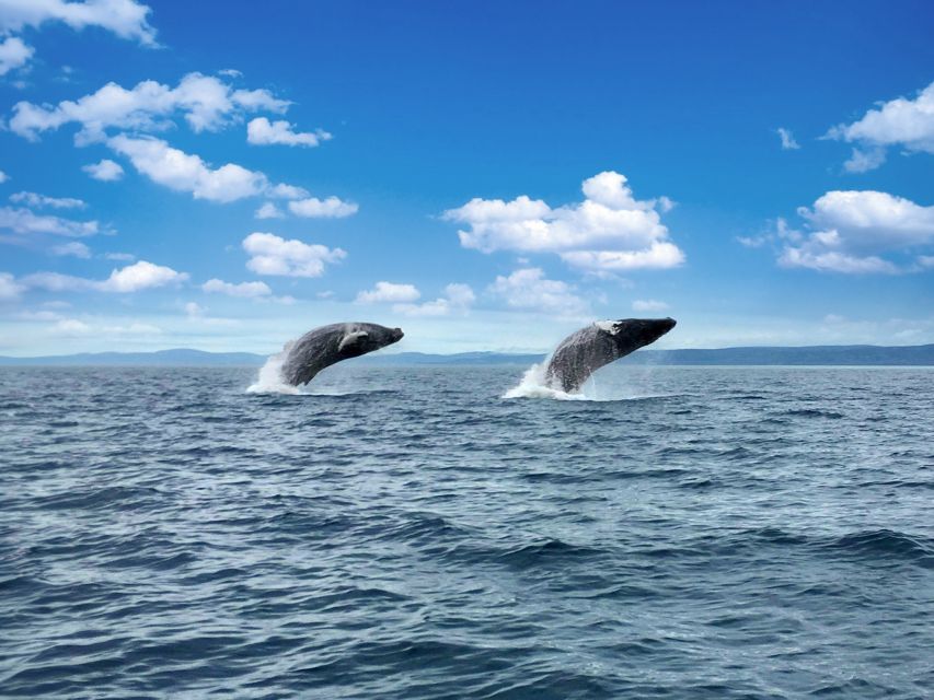 Tadoussac or Baie-Sainte-Catherine: Whale Watching Boat Tour - Tour Highlights