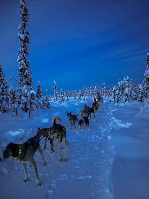 Talkeetna: Winter Dog Sled Tour Morning or Night Mush! - Experience the Alaskan Wilderness