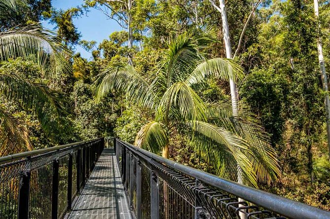 Tamborine Rainforest Skywalk Hop on Hop off Shuttle - Rainforest Skywalk Experience