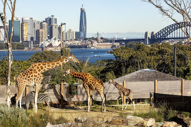 Taronga Zoo Sydney Harbour Hopper Combo Passes - Tour Overview