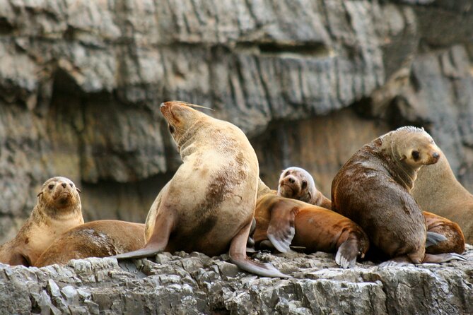 Tasman Island Cruises Day Tour From Hobart - Positive Feedback