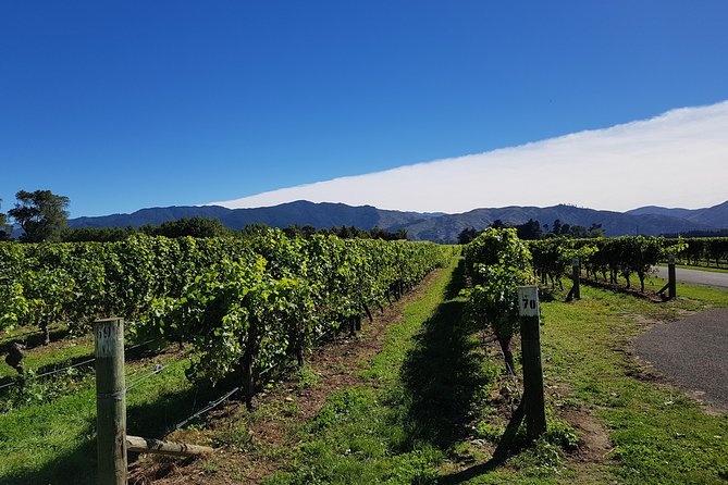 Taste the Valley Wine Tour in Marlborough With Wine Tasting - Booking Information
