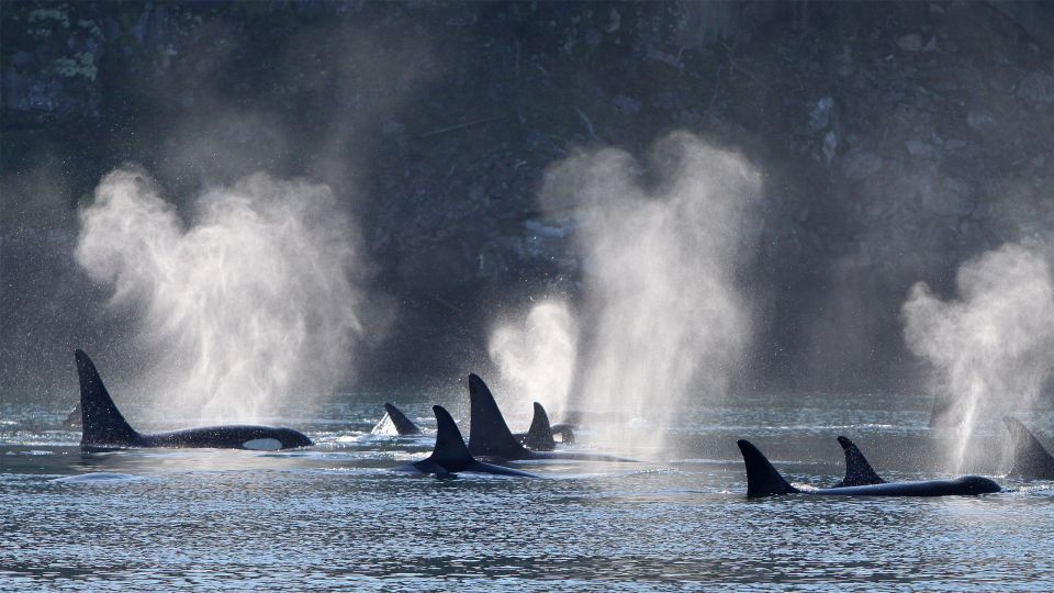 Telegraph Cove: Half-Day Whale Watching Tour - Experience Details