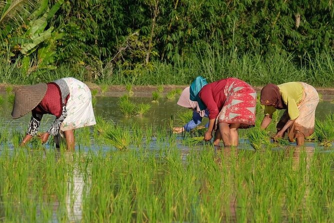 Tetebatu Cycling Tour Rice Terraces, Waterfall, And Monkey Forest - Highlights