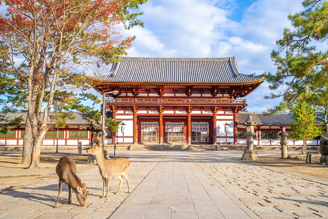 The Best of Nara Walking Tour - Insider Tips for Exploring Nara