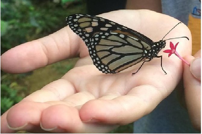 The Maui Butterfly Farm Tour! - Booking and Logistics