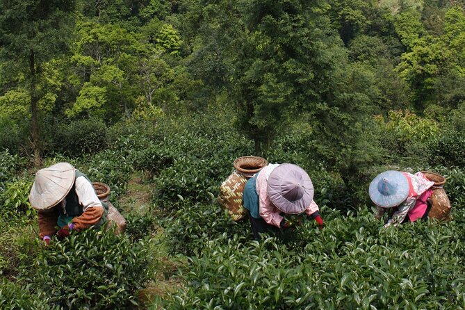 Thousand Island Lake and Pinglin Tea Plantation From Taipei - Tour Highlights