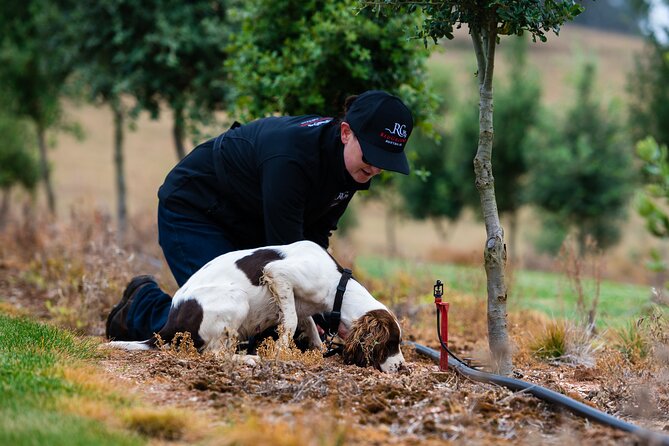 Truffle Hunt and Taste Experience in Oberon, NSW Australia - Experience Highlights
