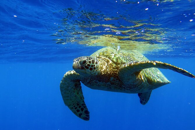 Turtle Canyon Waikiki Snorkel Adventure - Inclusions