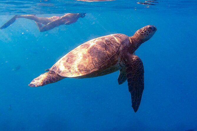 Turtle Canyons Snorkel From Waikiki (Semi Private Boat Tour) - Tour Accessibility and Requirements