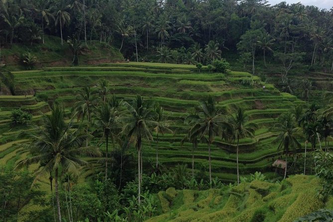 Ubud Classic Private Full-Day Trip From Kuta - Itinerary Overview