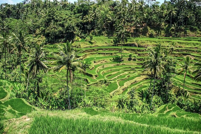 Ubud Highlight Tour With Monkey Forest, Rice Terrace, Waterfall - Scenic Rice Terrace Visit