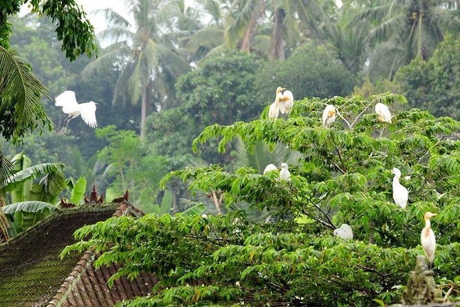 Ubud Monkey Forest and White Herons Colony Half-Day Tour - Booking Details and Reviews