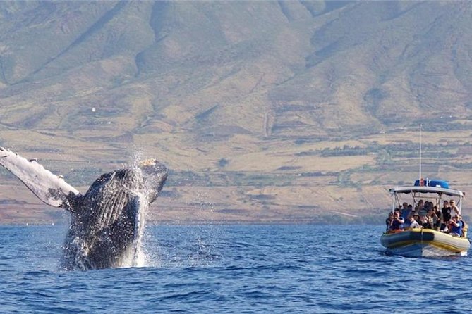 Ultimate 2 Hour Small Group Whale Watch Tour - Inclusions and Logistics