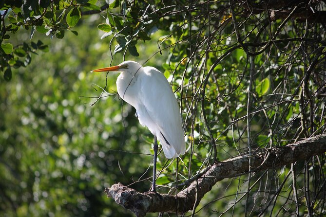 Ultimate Daintree Rainforest Wildlife Experience Cruise - Meeting and Pickup Details