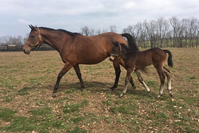 Unique Horse Farm Tours With Insider Access to Private Farms - Reviews and Testimonials