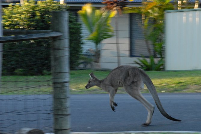 Urban Kangaroos - Challenges of Urban Kangaroo Conservation