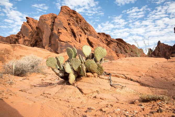 Valley of Fire and Lost City Museum Tour From Las Vegas - Customer Reviews and Tour Highlights