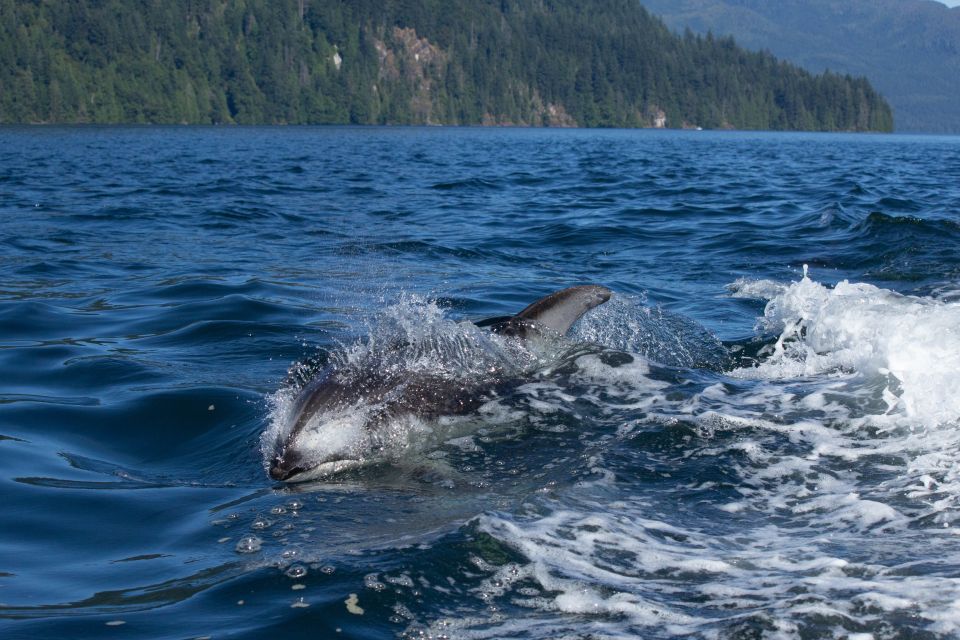 Vancouver Island: Campbell River Coastal Wildlife Adventure