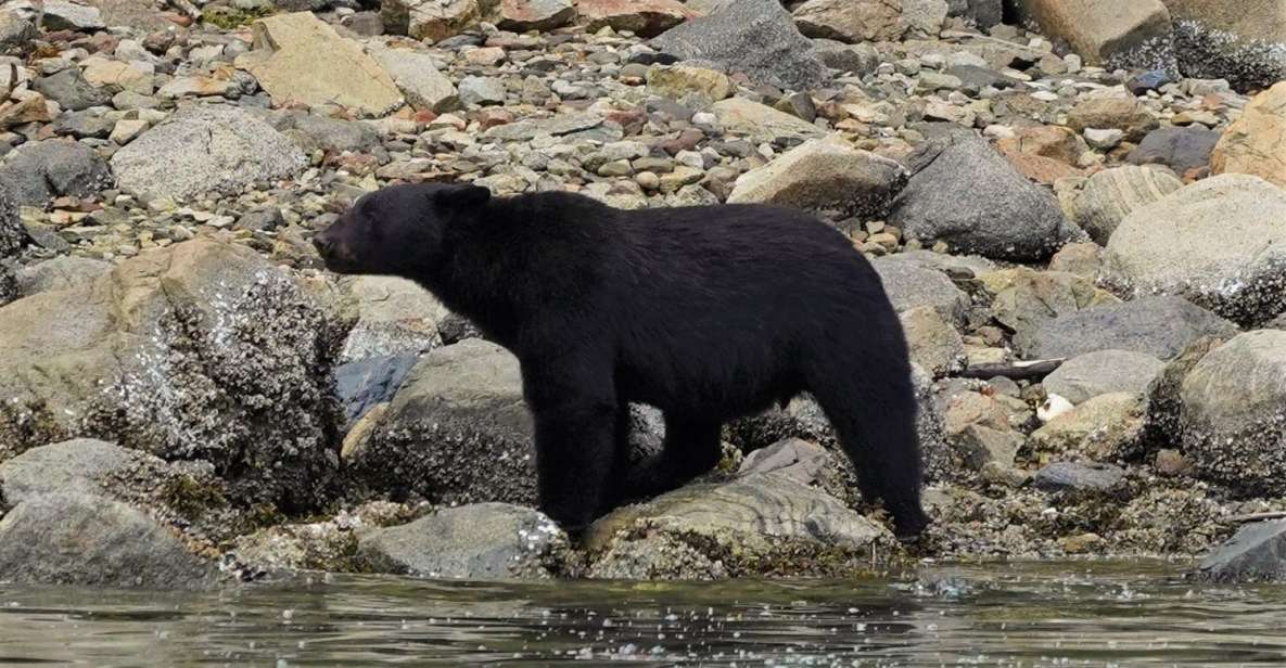 Vancouver Island: Spring Bears and Whales Full-Day Tour - Inclusions
