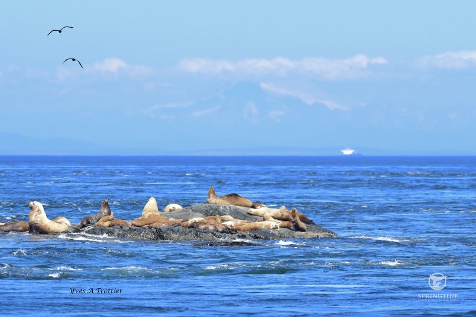 Victoria: 3-Hour Whale Watching Tour - Experience Highlights