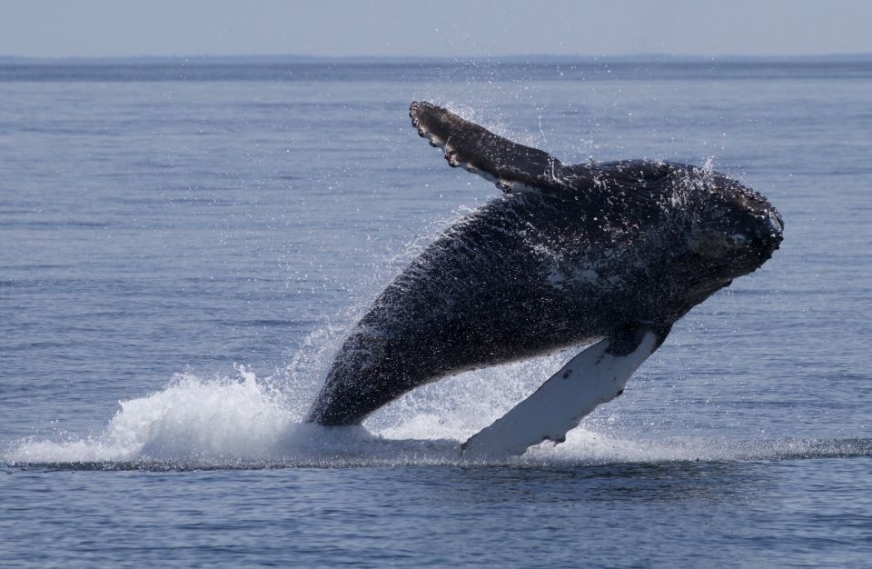 Victoria, BC: 3-Hour Ultimate Whale & Marine Wildlife Tour - Booking and Reservation Details