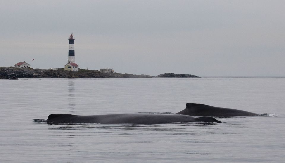 Victoria: Guided Whale and Wildlife-Watching Cruise - Activity Information