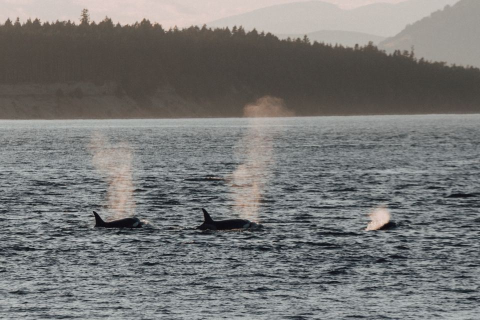 Victoria: Morning Whale-Watching Tour in Scarab Boat - Experience Highlights