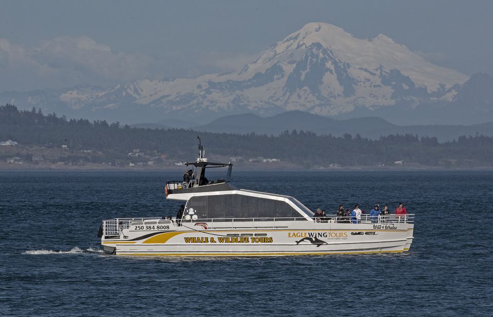 Victoria: Sunset Whale Watching Tour on Semi-Covered Boat - Key Points