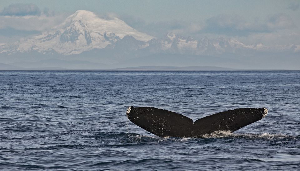 Victoria: Whale and Wildlife Semi-Covered Boating Tour - Booking Information