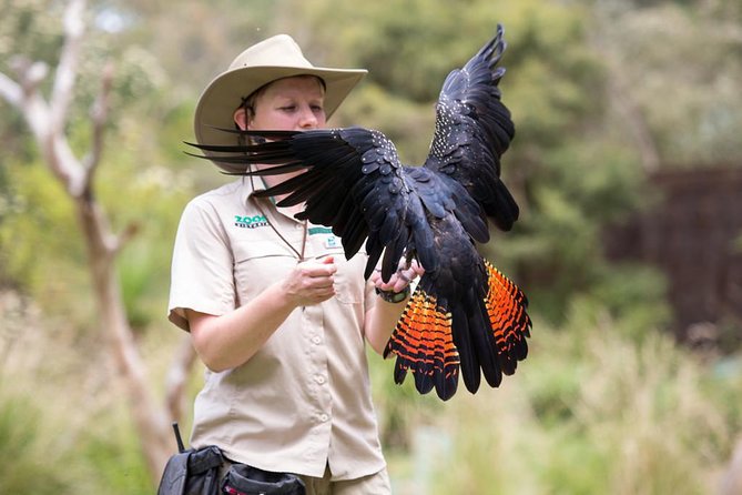 VIP Sanctuary Tour at Healesville Sanctuary - Excl. Entry - Customizable Tour Options Available