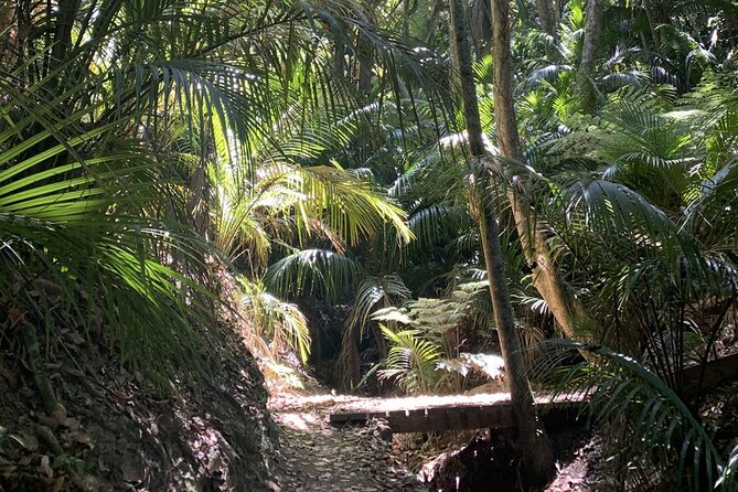 Waiheke Island Private Forest Therapy Walk - Inclusions and Pricing