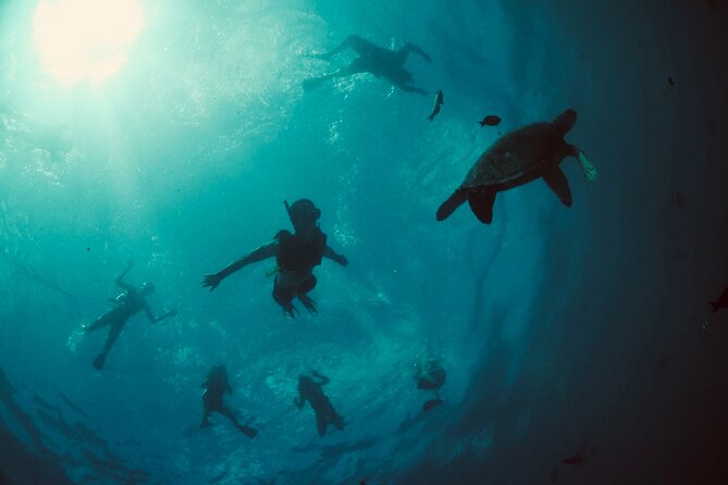 Waikiki Snorkel Tour - Snorkeling Gear Provided