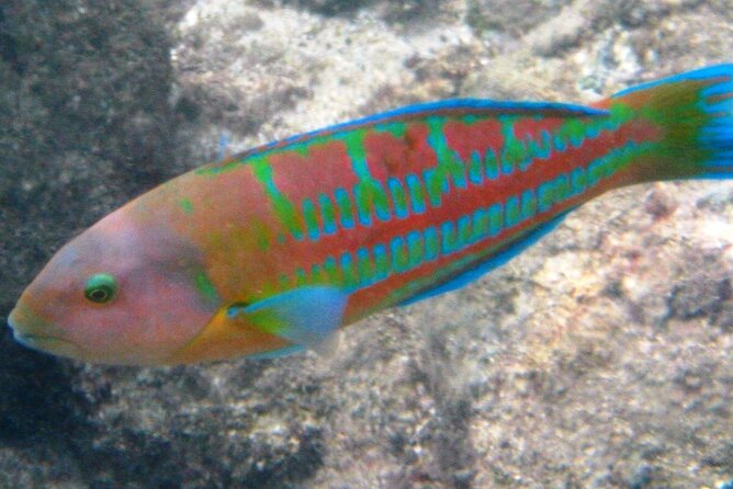 Waikiki Snorkeling. Free Pictures and Video! Shallow. Many Fish! - Inclusions and Exclusions