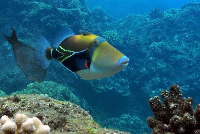 Wailuku Coral Gardens Snorkeling Tour  - Maui - Participant Requirements and Information