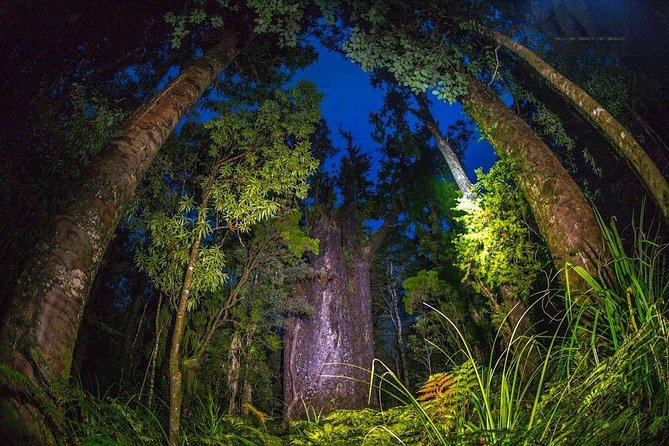 Waipoua Forest: Twilight Encounter - Maori Cultural Eco Night Tour - Inclusions and Logistics